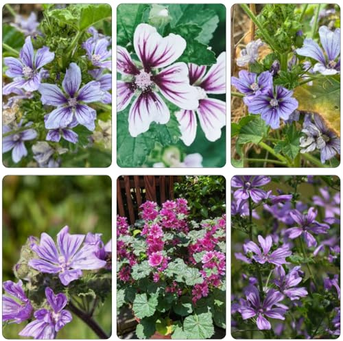 semillas de malva bonsái de interior trepadoras silvestres balcón decoraciones jardín para exteriores arbustos resistente semillas 500pcs