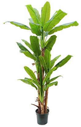 XXL Bananen Kunstbaum ca. 250cm hoch mit 34 PEVA Blätter und 4 Stämmen - Großer künstlicher Bananenbaum im Topf