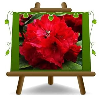 Rhododendron Rouge Roter Korsar Plantes d'Ornement Clôme: 35~40 cm Pot: 22 cm