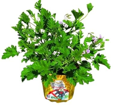 Hierba de Geranio Limón Planta Aromática Geranio Repelente Insectos