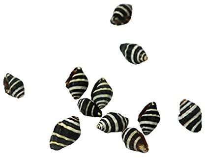 Coquille de mer naturelle. Lot de 11 coquillages de croissance for crabe ermite, coquillages de crabe ermite, coquillages de mer naturels, maison de crabe ermite for décoration