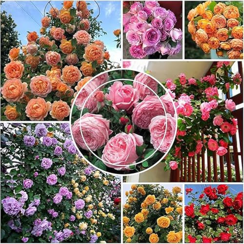 500 semi di rose rampicanti,semi di rose fiori di rose fioriscono tutto l'anno, sono adatti per la decorazione del giardino del balcone, colori vivaci