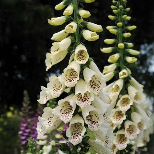 Digitalis Cream - Summer Flowering Foxglove Plants with Tall Spires of Cream, Purple Speckled Flowers - Cottage Garden Container, Border, and Bedding Plants Garden Ready (9cm Pot, 10-20cm)