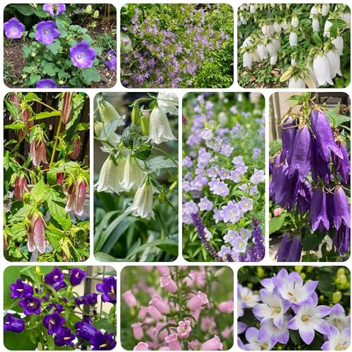 glockenblume, balkonpflanzen winterhart glockenblume blumensamen winterharte garten blumendeko für sonnige plätze 200samen