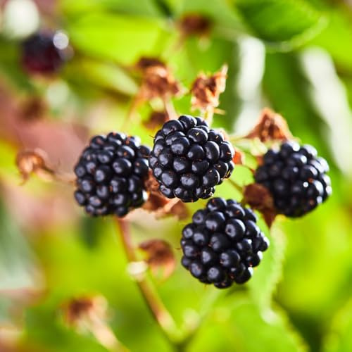 moras - espaldera zarzamora arbustos de bayas resistentes con en uso exterior, setos, arbustos, decoración de sala estar 225semillas
