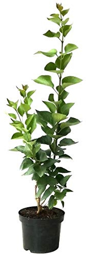 Flieder Mme Lemoine reinweiße mehrfach gefüllte Blüte starker Duft ca. 40-60 cm im 3-5 Liter Topf