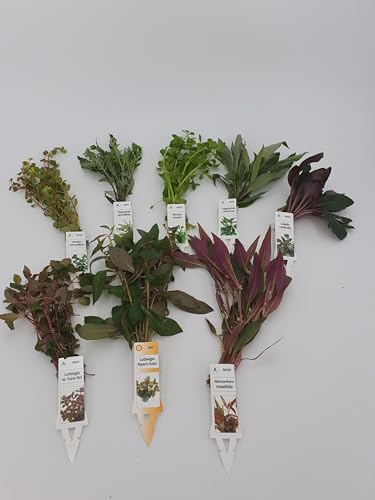 Wasserpflanzen Aquarium 8 schöne teils rote verschiedene Bundpflanzen im Set + 2 kleine Mooskugeln 1-2 cm