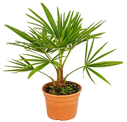 Bonplants Trachycarpus Fortunei, Palma di Fortune, Vaso 18, h 45 cm