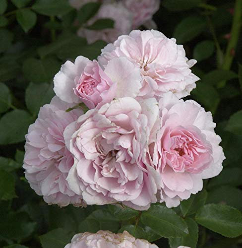 Hochstamm Rose Bonica® 80-100cm - lebende Gartenpflanze aus den Baumschulen