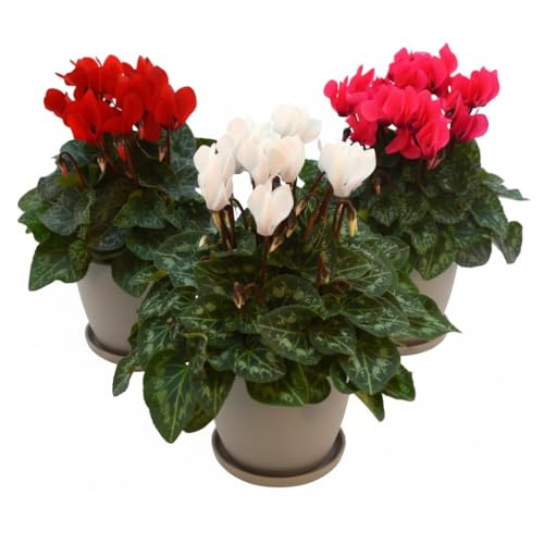 Set 3 Piante di Ciclamino in Vaso – Colori Bianco, Rosso e Fucsia – Piante Ornamentali da Interno ed Esterno, Fioritura Autunnale e Invernale, Idea Regalo Naturale per Casa, Balcone e Giardino