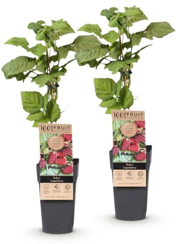 Green boutiQ - Obstpflanze - Rubus Thornless Loganberry - Brombeeren - Winterhart - Rote Frucht - 2 Pflanzen - Topf 15cm - Höhe 50cm