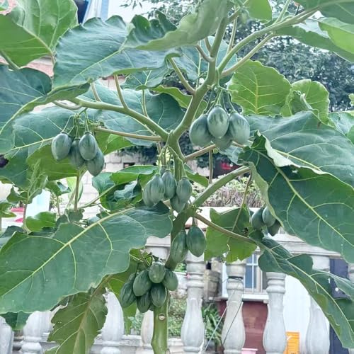 Tomatenbaum biosaatgut extrem winterharte kübelpflanzen indoor garten winterharte stauden kräutergarten dachbegrünung säulenobst balkonpflanzen winterhart bonsai topfpflanzen obstbaum 120samen