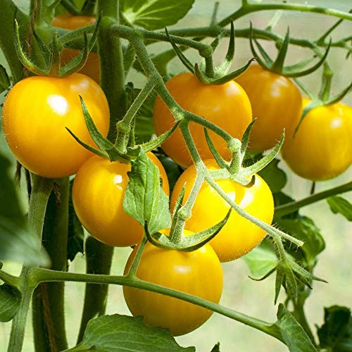 Gelbe von Thun Bio-Tomatensamen für ca. 10 Pflanzen - robust und ertragreich