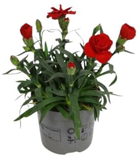 Clavel Dianthus para Decoración Natural – Planta Viva con Flores Aromáticas para Jardines y Espacios Interiores