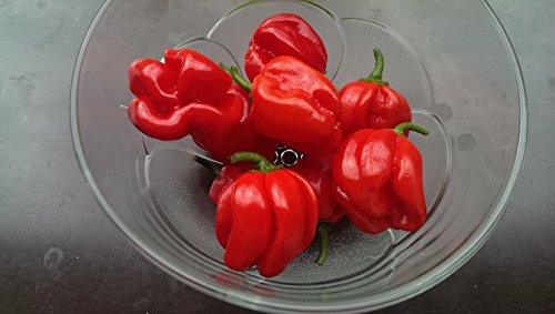 Asklepios-seeds® - 15 graines de Chili Habanero red,piment habanero, piment antillais, piment cabri