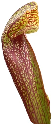 Fangblatt - Sarracenia cv. 'Dixie Lace' - exotische karnivore Pflanze im 9er Pflanztopf
