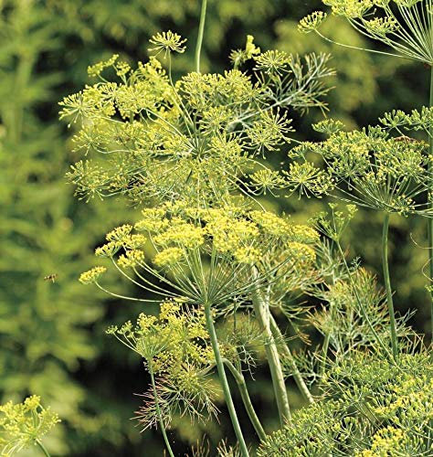 Bouquet di aneto Semi 250 SEMI