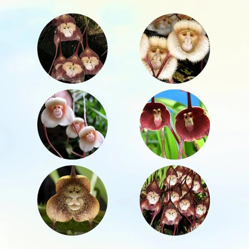 semi di orchidea scimmia - vecchie varietà giardino perenni resistenti 200pcs