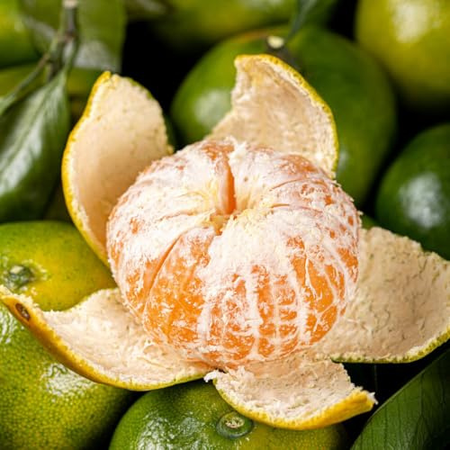 orangenbaum kaufen geschenke für gartenliebhaber obstpflanzen nachhaltige geschenke anzucht grünpflanzen zimmerpflanzen exotische winterfeste balkon hecken sträucher deko wohnzimmer 75samen
