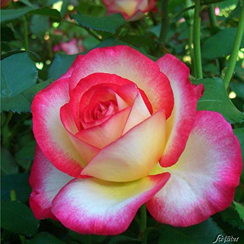 Edelrose Leo Ferre in mehrfarbig - Duftrose winterhart - Rosen-Blüte in mehrfarbig - Rose leicht duftend im 5 Liter Container von Garten Schlüter - Pflanzen in Top Qualität