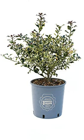 Vannucci Piante - Ilex aquifolium 'Argenteomarginata', Agrifoglio variegato, Pianta vera in vaso, Pianta da terrazzo (cod. 22)