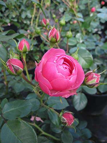 Märchenrose Pomponella ®- Beetrose - Rosa Pomponella ® - Kordes-Rose - ADR-Rose