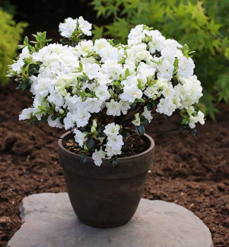 Japanische Azalee Schneewittchen 15-20cm - Rhododendron obtusum - Zwerg Alpenrose - lebende Gartenpflanze aus den Baumschulen