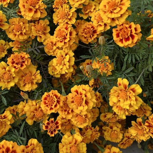 semi di calendula perenni, balcone resistenti, giardino 150pcs
