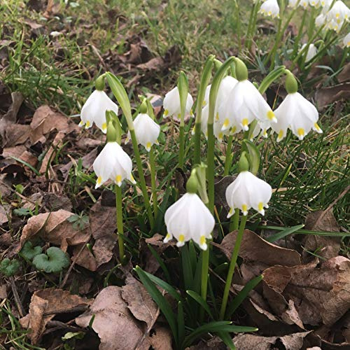 Leucojum vernum Märzenbecher DER ECHTER MÄRZENBECHER !! blüht im März (50 Zwiebeln)