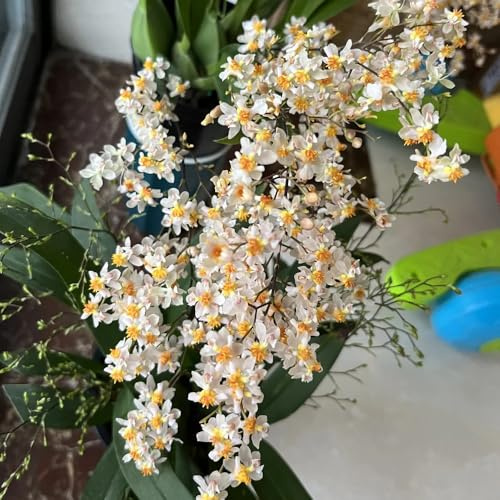 Semi di orchidea Oncidium - semi di selvatici Oncidium hybridum - autunnali resistenti d'appartamento da giardino roccioso da ufficio giardino 100pcs