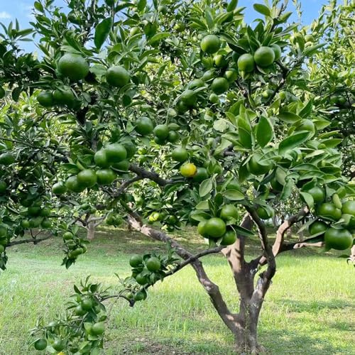 Orangenbaum hochbeete für garten obstpflanzen säulenobstbäume winterharte kübelpflanzen pflanztopf bio winterharte stauden mehrjährig zimmerbonsai bonsai Mandarinenbaum wildkräuter 40samen