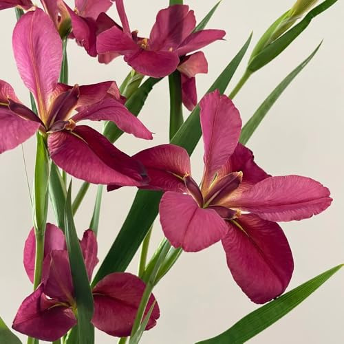 iris - balcone, decorative in vaso appartamento forniture giardino resistenti in vaso balcone sostenibili primaverili rari di 4Bulbi