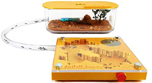 ANTHILLSHOP Ant Farm - Ameisenfarm 3D New Educational Ant Farm - Formicarium for LIVE Ants - Kit 3D 10x10 Goldfarben (Ameisen mit Königin Free)
