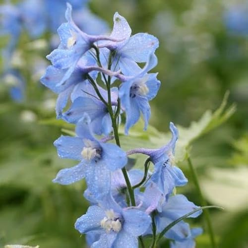 6x Speronella – Delphinium 'Sky Blue' – Vaso 9x9 cm – fioritura azzurra giardino