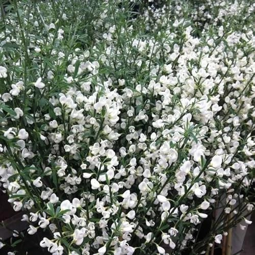 semillas de retama variedades antiguas del jardín Decoraciones de jardín exteriores semillas silvestres exótico balcón verano 350pcs