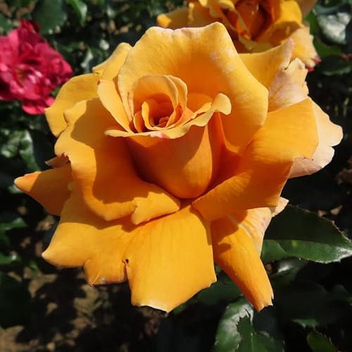 Perfect Gentleman - 5.5lt Potted Hybrid Tea Garden Rose Bush - Rich Golden Yellow, Orange and Red Tinges