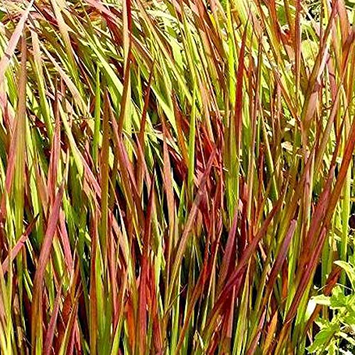 3 x Imperata Cylindrica 'Red Baron' - Blutgras Red Baron Pflanzcontainer 3L