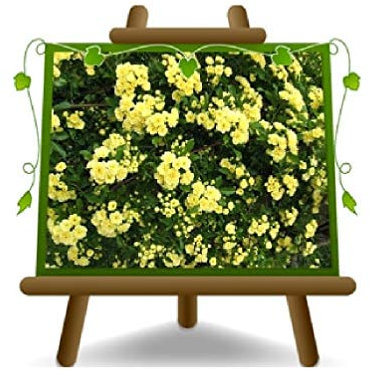 EURO PLANTS VIVAI Rosa trepadora Banksiae Yellow - *Altura: 60-70 cm. - sobre maceta de 18 cm