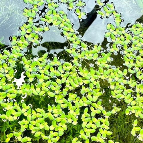 Comprar semillas de lenteja de agua (Lemna minor) orgánicas, flotantes medicinales interior jardín mini estanque 60pcs