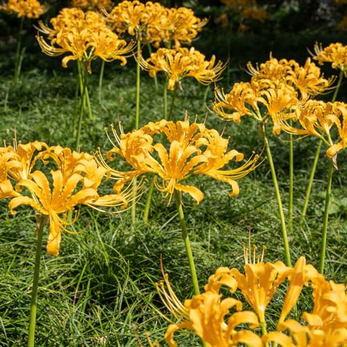 lirio araña, Lycoris radiata ramo de balcón lirio araña, de sangre jardín primavera resistentes en Cultivar jardín en el balcón 12bulbos