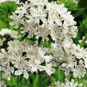Semi lychnis Snowstar di fiori (Lychnis Viscaria) 400 + Semi