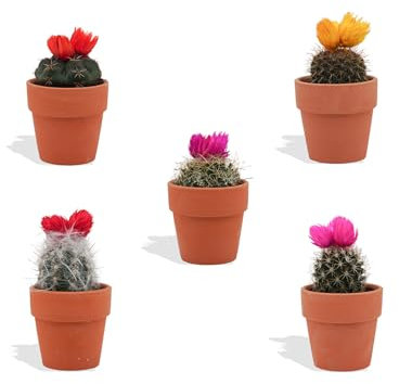DutchLeafs 5 Stück Mini Kakteen mit Deko-Blüte im Ø 7 cm Terrakotta Blumentopf - Kaktus Deko für Zuhause, Büro, Restaurants, Hotels - Höhe 8-15 cm