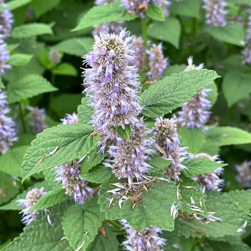 semi di ortica profumati, in aiuole rialzate giardino esotiche 100pcs