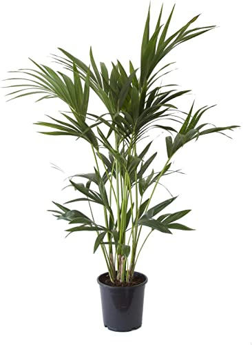 DECOALIVE Kentia Palma Natural de Interior Ideal para Decorar la Casa, 8435712003254