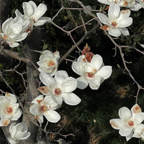 semillas de magnolia - resistentes jardín exóticas 50pcs