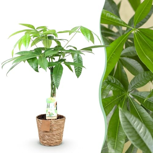 Green boutiQ - Plantes d'intérieur - Pachira Aquatica tige tressée - Arbre à argent - Peu d'entretien - avec panier - Vert - 1 Plante - Pot 17cm - Hauteur 60-70cm