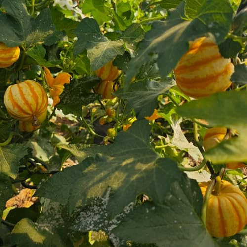 kürbissamen bio - gemüsepflanzen balkonpflanzen winterhart alte sorten hochbeete für garten mehrjährig 55pcs