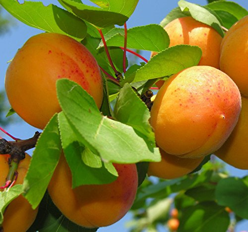 6-12 Sweet Apricot Tree Potted Plant, Nice Starter Plant, Nice Addition to Your Garden, Simply Gourgeous Flowering Perenial