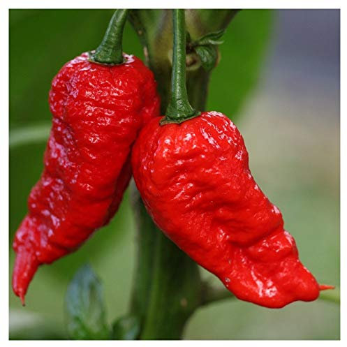 PREMIER SEEDS DIRECT - HOT Chilli Pepper - BHUT JOLOKIA RED - 20 Finest Seeds