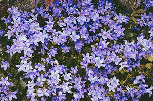 Campanula poscharskyana, Serbian Bellflower 50 Seeds